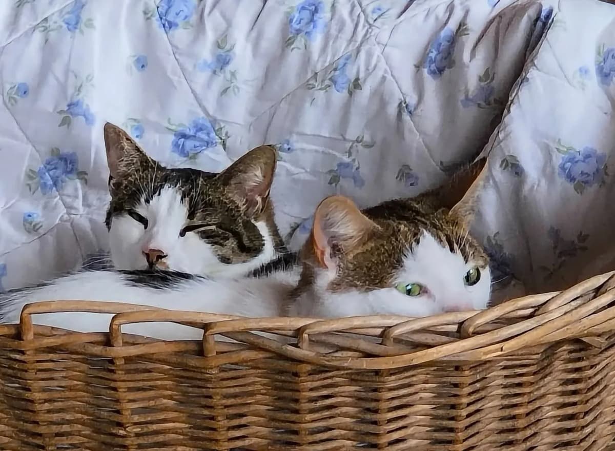 To hvide katte med brune pletter hviler i flettet kurv med hvidt tæppe med blå blomster