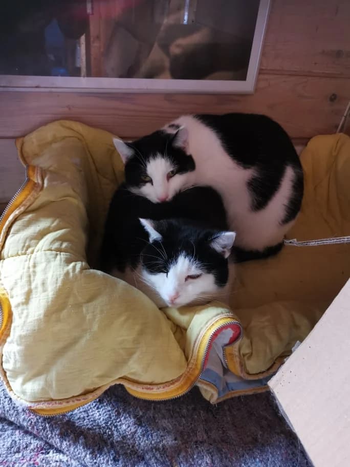 Frederik og Frida - to hjerter der hører sammen