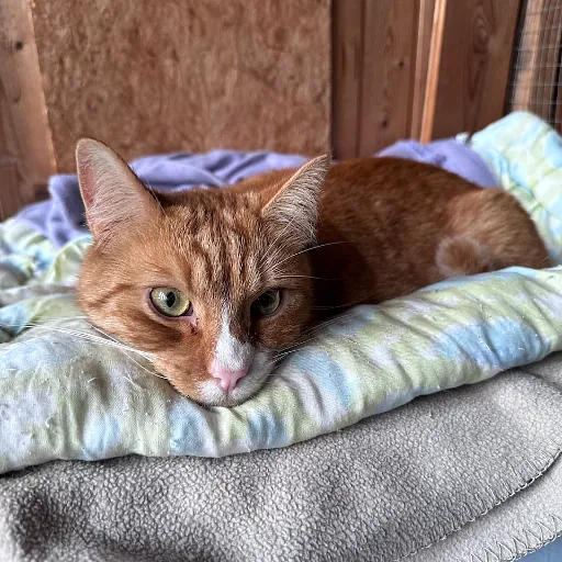 Orange tabbykat hviler på et blødt tæppe inde i et træskur og kigger op på kameraet.